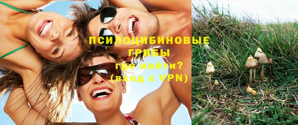прущие грибы Вязники